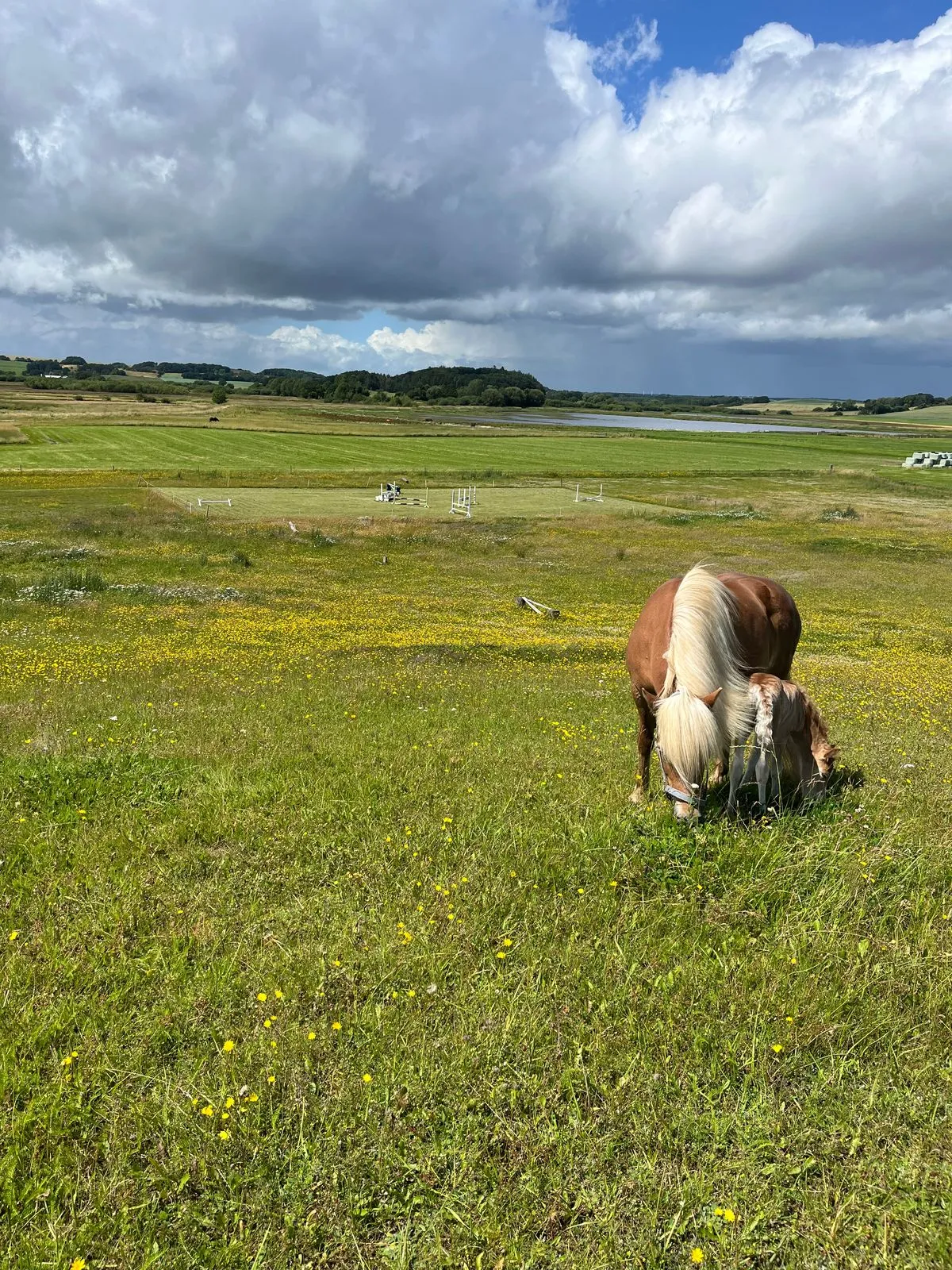 Hoppe med føl på en eng med gule blomster og søen i baggrunden