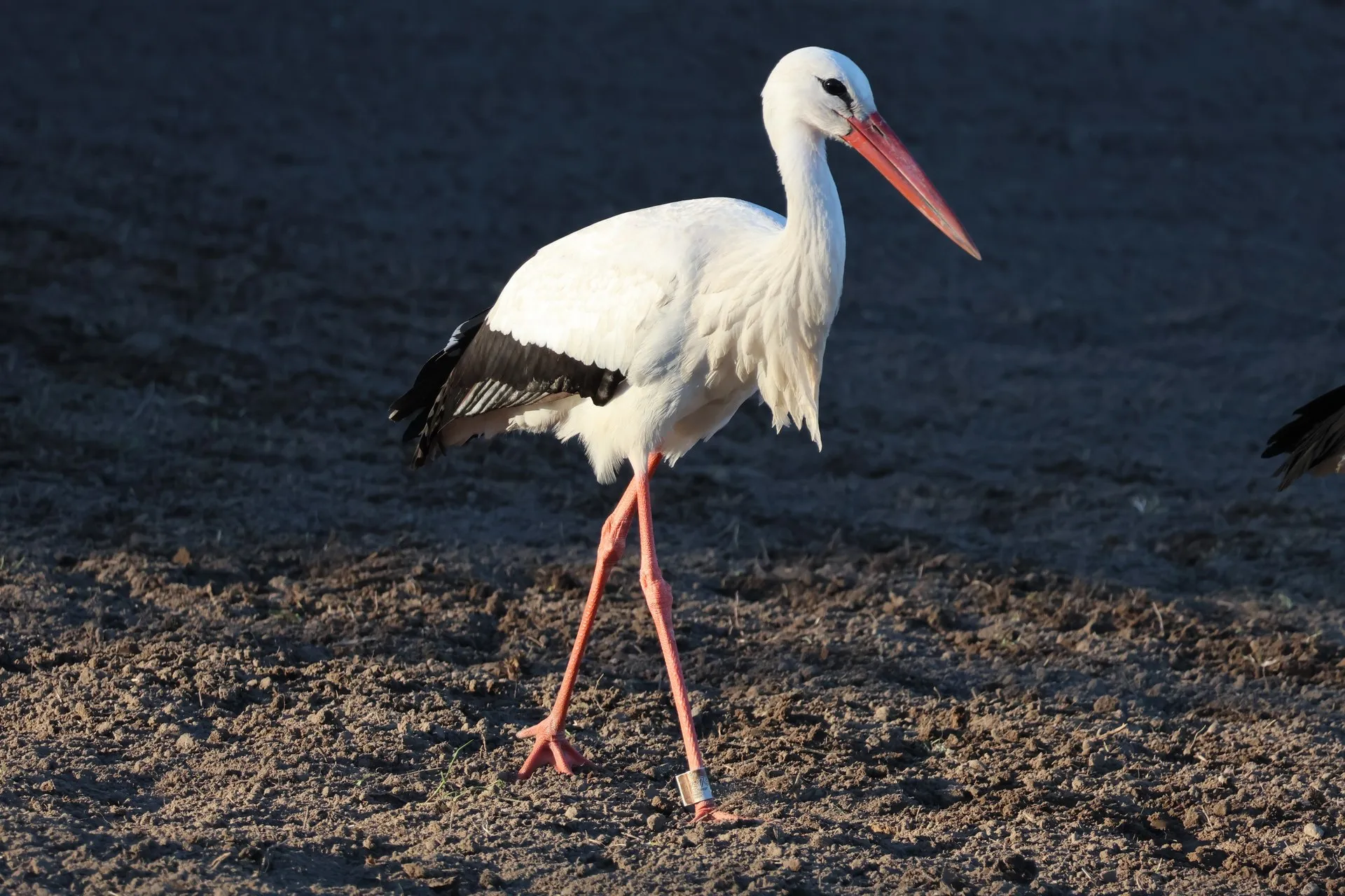 Hvid stork på mørk jord i varmt sidelys