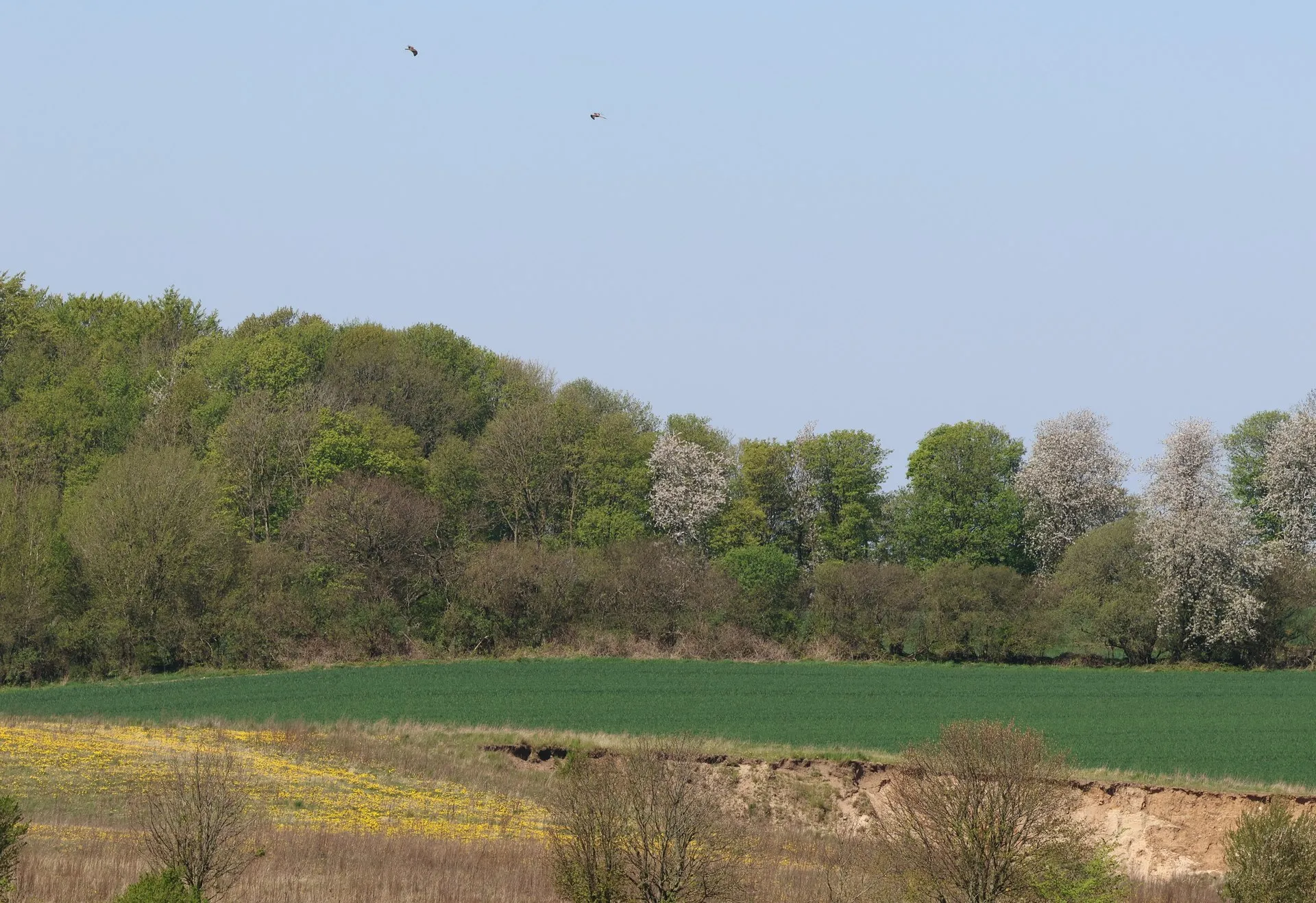 Blomstrende skovbryn over en grøn mark med mælkebøtter og en lerskrænt